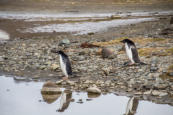 Adlle Pinguine auf Arctowski